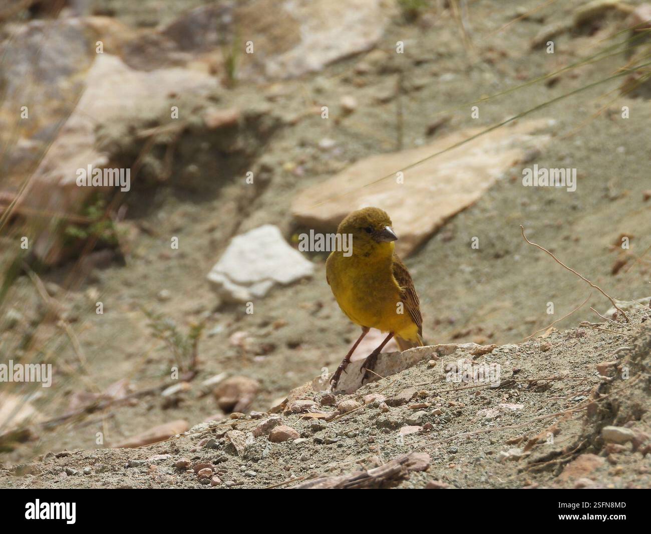 Finish jaune (Sicalis olivascens), Aves, Ruta Nacional 9, Tres Cruces, Jujuy, AR Banque D'Images