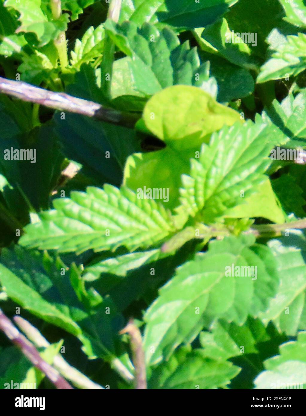 Porterweed (Stachytarpheta jamaicensis), Plantae, Cayo Guillermo, Ciego de Ávila, CU, le Porterweed bleu (Stachytarpheta jamaicensis) est une espèce de plante de la famille des verveines. Il est originaire de toutes les Caraïbes et pousse bien sur les terrains perturbés. A.K.A Rabo de Gato en espagnol (traduit la queue du rat). Les feuilles sont opposées avec des marges dentelées et des veines profondément sillonnées. Les fleurs bleues attirent de nombreux pollinisateurs, en particulier les papillons. Lorsque les fleurs tombent, la tige exposée ressemble à la queue d'un rat. Jepson eFlora https://ucjeps.berkeley.edu/eflora/eflora display Banque D'Images