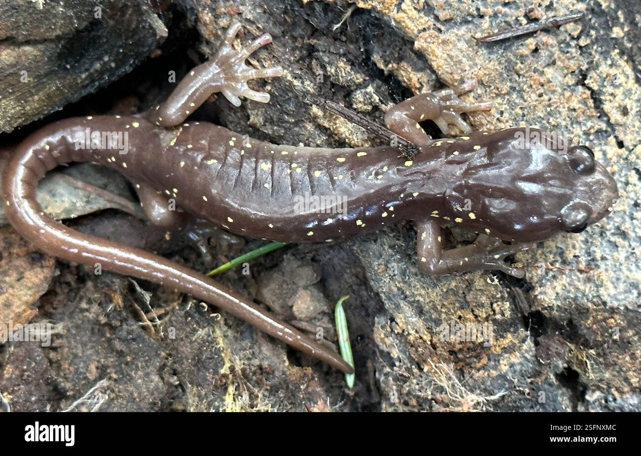 Salamandre arboricole (Aneides lugubris), Amphibia, Saratoga, CA, US, Quarry Park, alkng Saratoga à Skyline Trail Banque D'Images