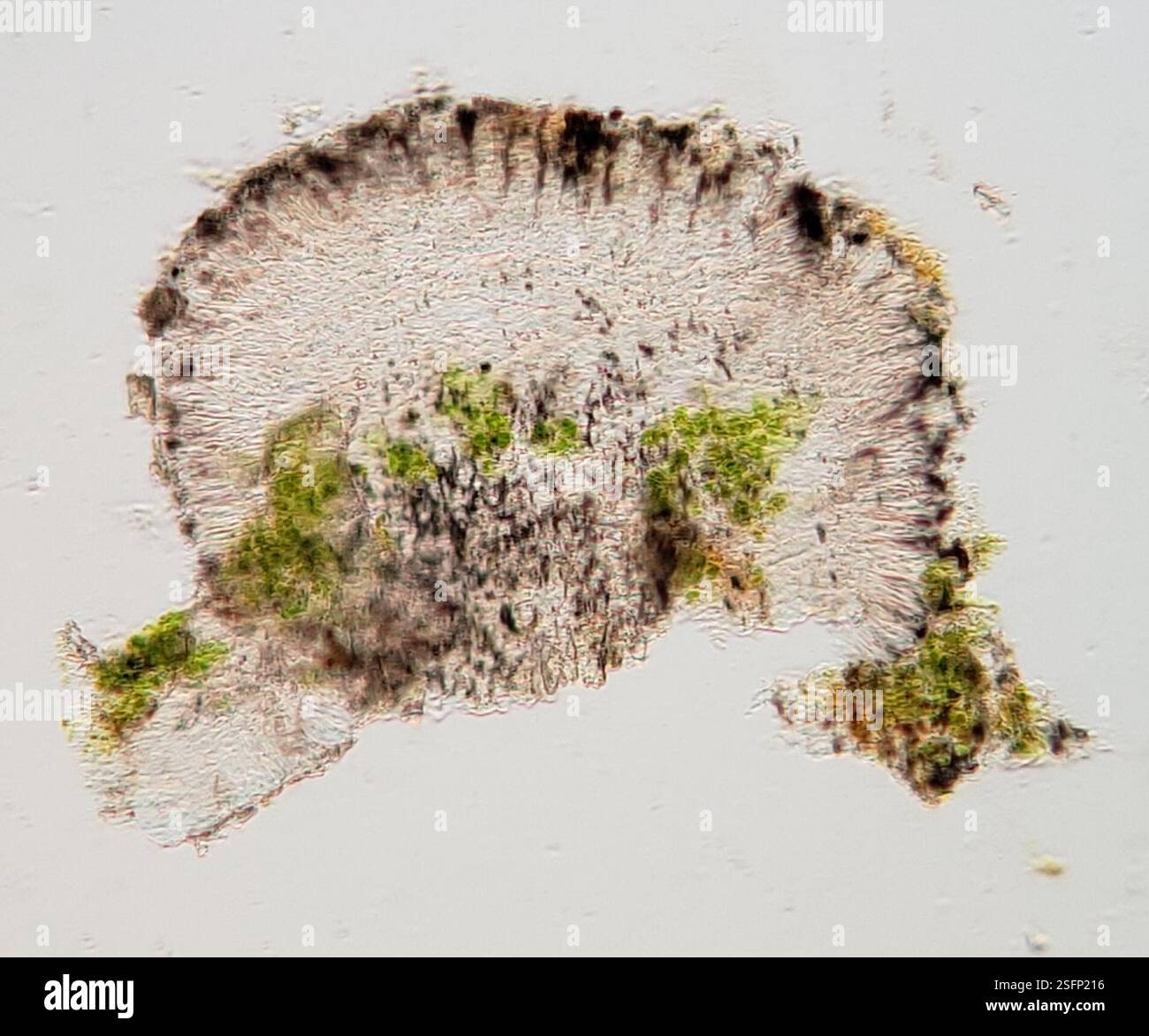 Lichen à point d'ombre (Micarea peliocarpa), champignons, aire de conservation de Starkey Hill, Arkell Road, Puslinch, ON, Canada, sur l'écorce décidue. Apothécie biatorine sur thalle gris-vert. Tholi Ki+ bleu foncé. Spores 8 par asque, 3-septées, (14-)15,8-19,4(-20) X (3,4-)3,9-5(-5,6) µm, longueur/largeur 3,9+/-0,65. Banque D'Images