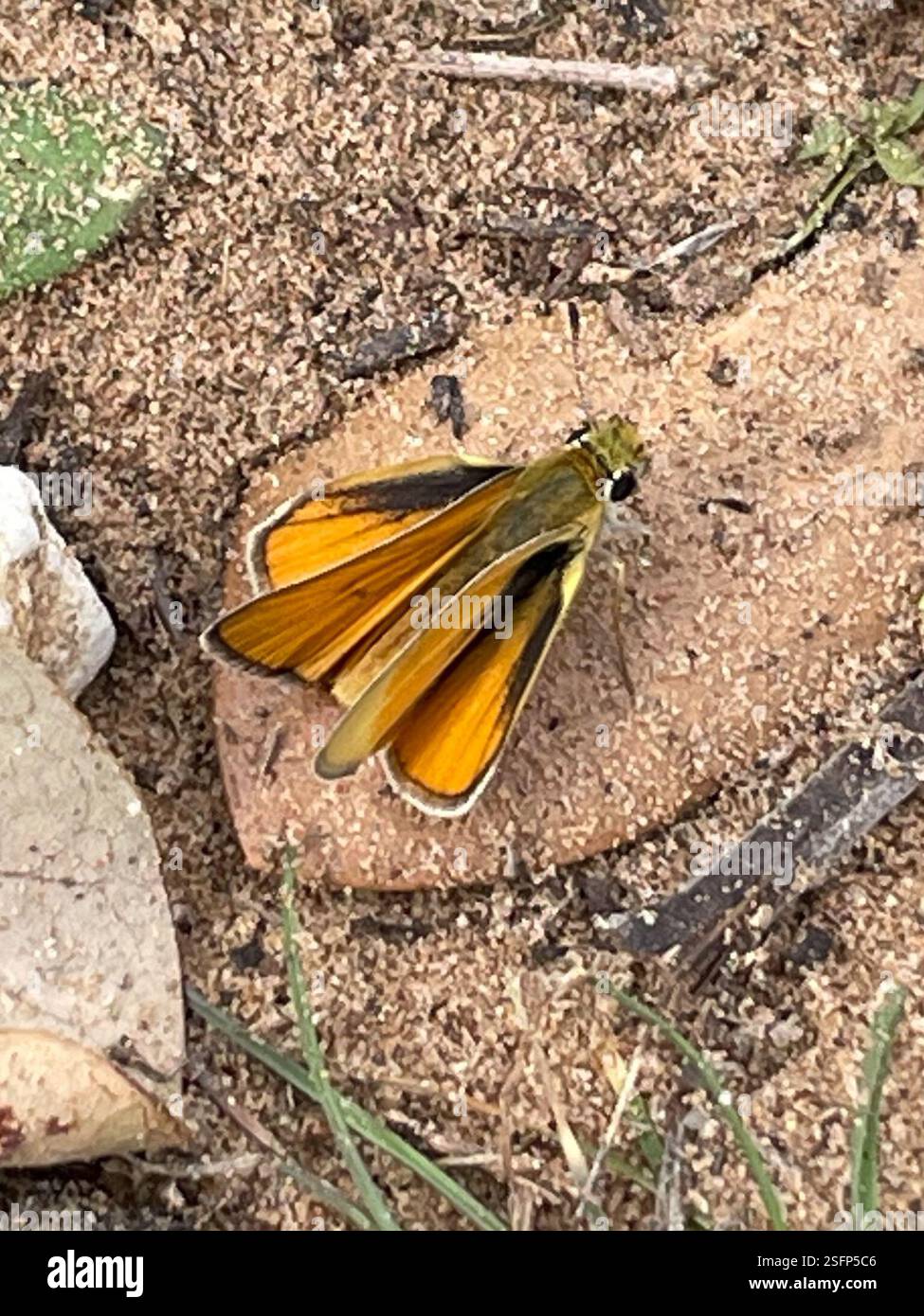 Orange Skipperling (Oarisma aurantiaca), Insecta, Mathis Rd, Elmendorf, TX ÉTATS-UNIS Banque D'Images