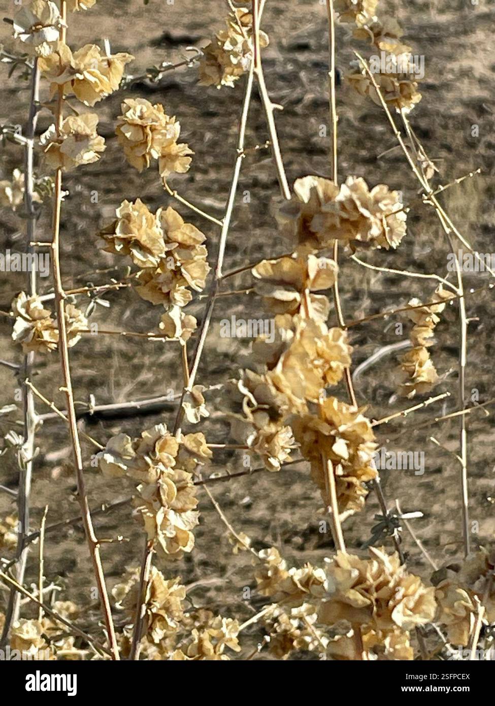 Le salut de Fourwing (Atriplex canescens), Plantae, Joshua Tree National Park, Joshua Tree, CA, US, le salut de Fourwing (Atriplex canescens), alias Chamiso, ou Chamiza en espagnol, est une plante indigène, vivace et dioïque du genre Saltbustes (Atriplex) et de la famille des Amaranthacées (Amaranthaceae) qui atteint 2 m (6,5 pieds) de hauteur. Les feuilles sont variables en apparence, alternées, linéaires à oblancéolées, gris argenté, et densément blanc-écailleux, parfois avec des marges roulées. Période de floraison maximale : avril-octobre. Les fruits ont 4 ailes à des angles de 90° et sont densément emballés le long des tiges. Fourwing Saltbush cultive le W. Banque D'Images
