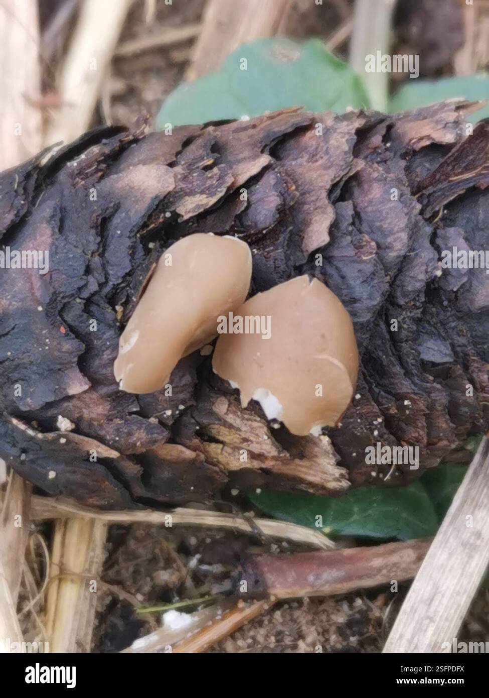 Chapeau de Sprucecone (Strobilurus esculentus), champignons, Édimbourg EH9 3HJ, Royaume-Uni Banque D'Images