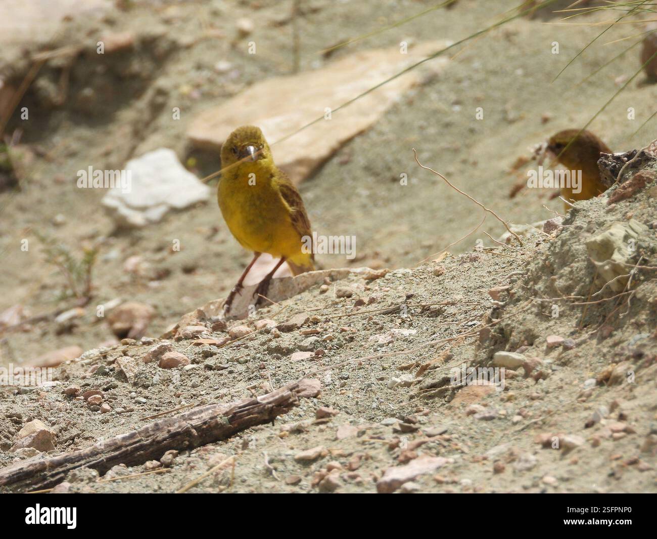 Finish jaune (Sicalis olivascens), Aves, Ruta Nacional 9, Tres Cruces, Jujuy, AR Banque D'Images