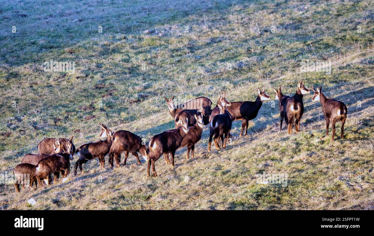 Chamois, paquet, dollars, buck, chèvre, fauve, chamois buck, chèvre chamois, chamois pack, Schwarzbubenland, Beinwil, Soleure Banque D'Images