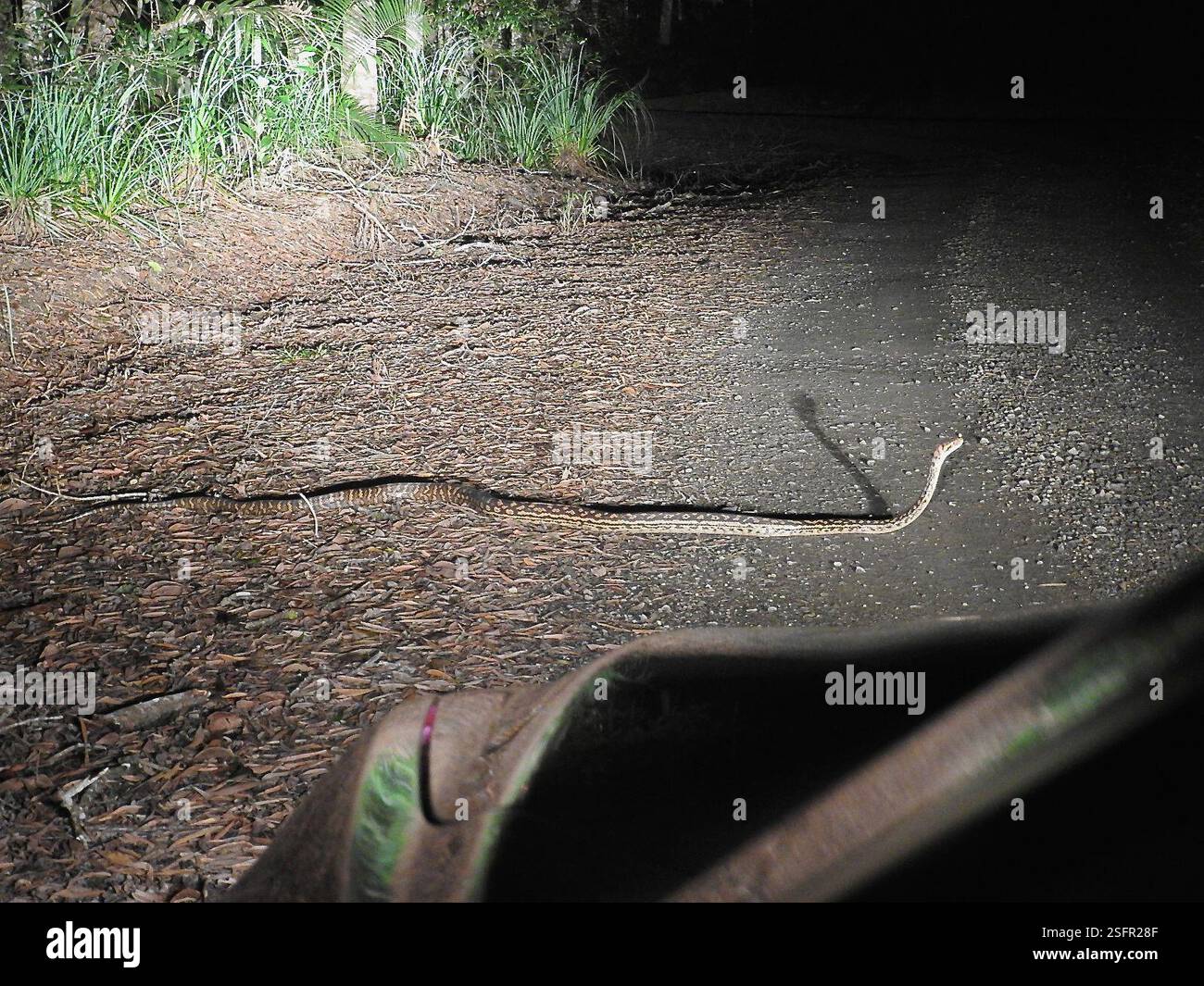 Australian Scrub Python (Simalia kinghorni), Reptilia, Mount Carbine QLD 4871, Australie Banque D'Images