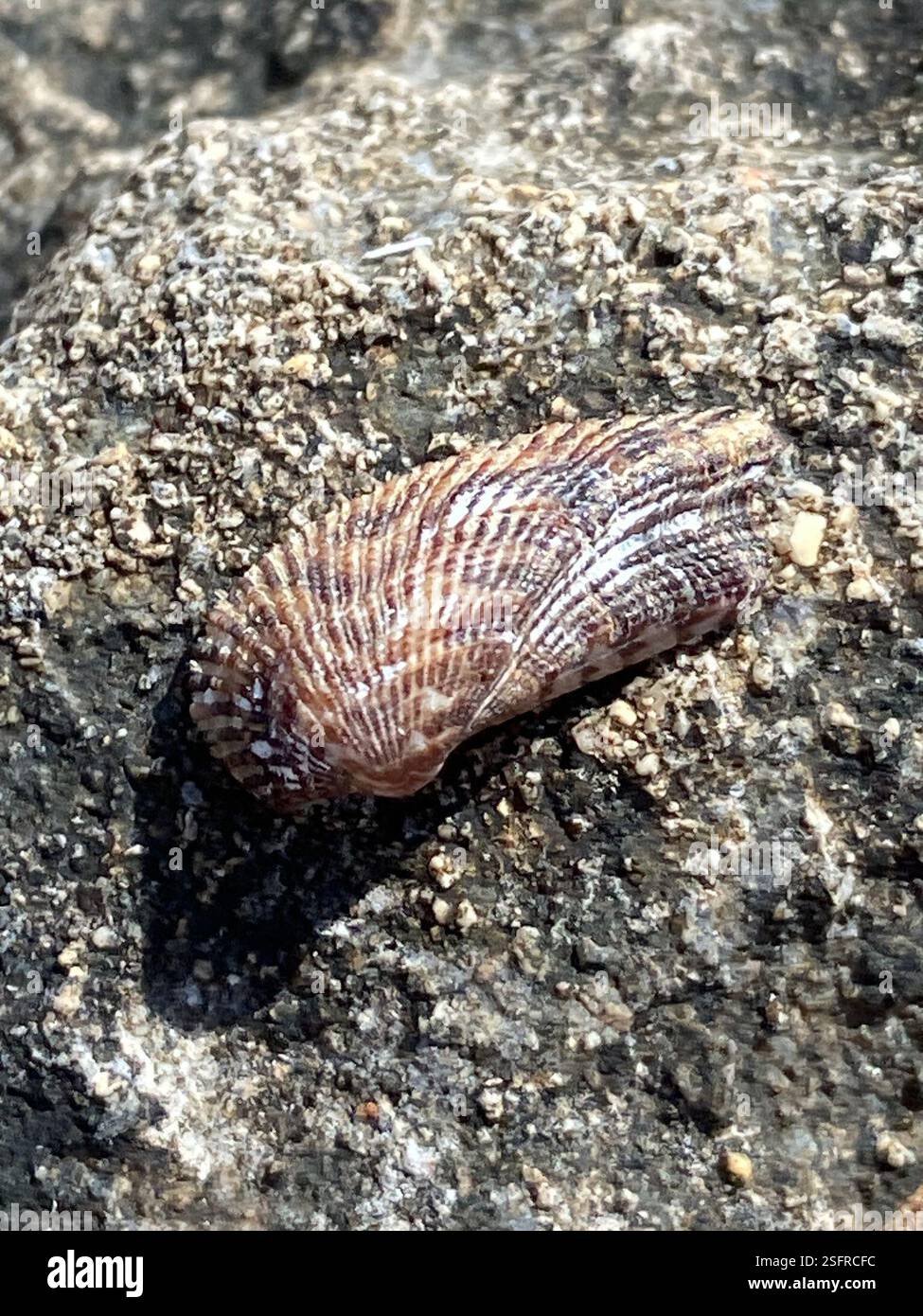 Coquille de l'Arche de Noé (Arca noae), Mollusca, Majorque, ses Salines, Balearen, ES Banque D'Images