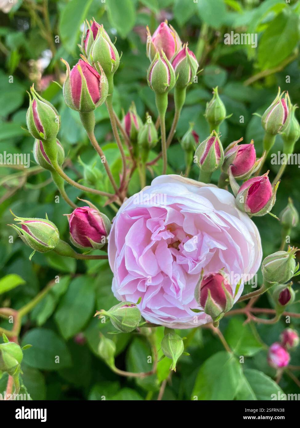 Rose rose dans un jardin sauvage - Image de stock capturée avec un smartphone
