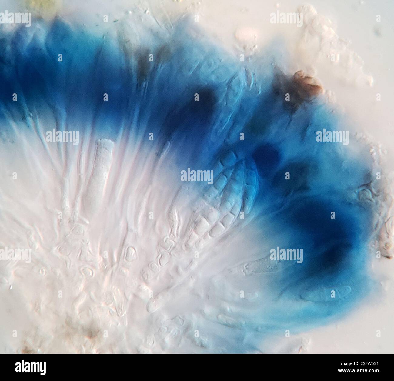 Lichen à point d'ombre (Micarea peliocarpa), champignons, aire de conservation de Starkey Hill, Arkell Road, Puslinch, ON, Canada, sur l'écorce décidue. Apothécie biatorine sur thalle gris-vert. Tholi Ki+ bleu foncé. Spores 8 par asque, 3-septées, (14-)15,8-19,4(-20) X (3,4-)3,9-5(-5,6) µm, longueur/largeur 3,9+/-0,65. Banque D'Images