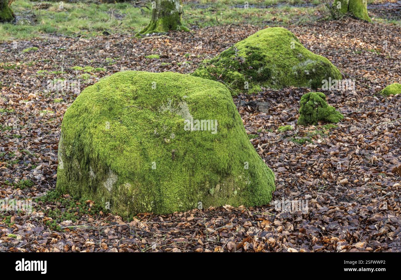 Pierres couvertes de mousse à Fyledalen, municipalité d'Ystad, Skane, Suède Scandinavie Banque D'Images
