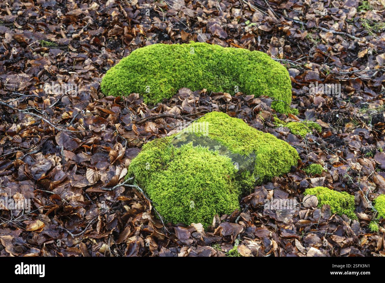 Pierres couvertes de mousse à Fyledalen, municipalité d'Ystad, Skane, Suède Scandinavie Banque D'Images