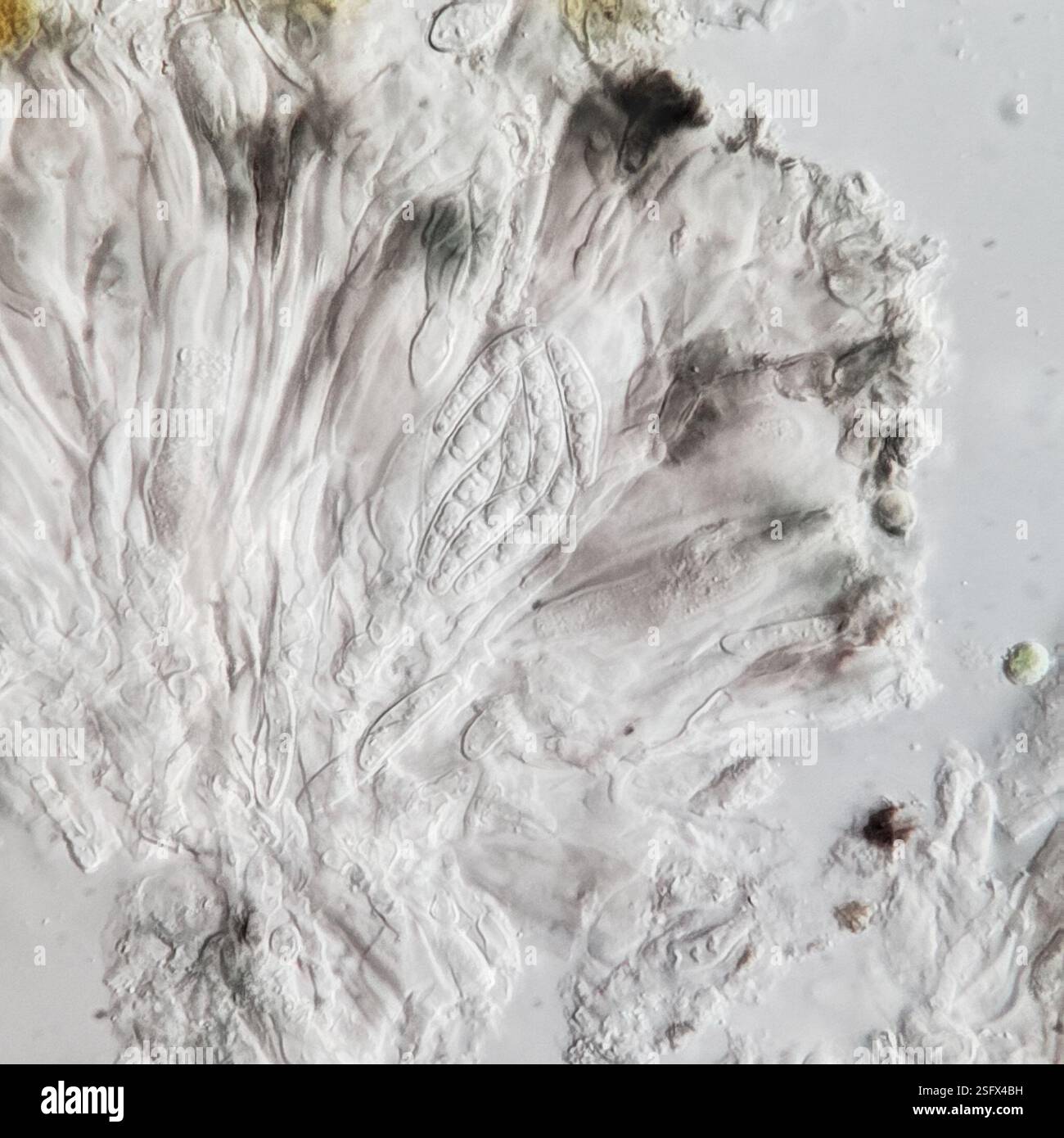 Lichen à point d'ombre (Micarea peliocarpa), champignons, aire de conservation de Starkey Hill, Arkell Road, Puslinch, ON, Canada, sur l'écorce décidue. Apothécie biatorine sur thalle gris-vert. Tholi Ki+ bleu foncé. Spores 8 par asque, 3-septées, (14-)15,8-19,4(-20) X (3,4-)3,9-5(-5,6) µm, longueur/largeur 3,9+/-0,65. Banque D'Images