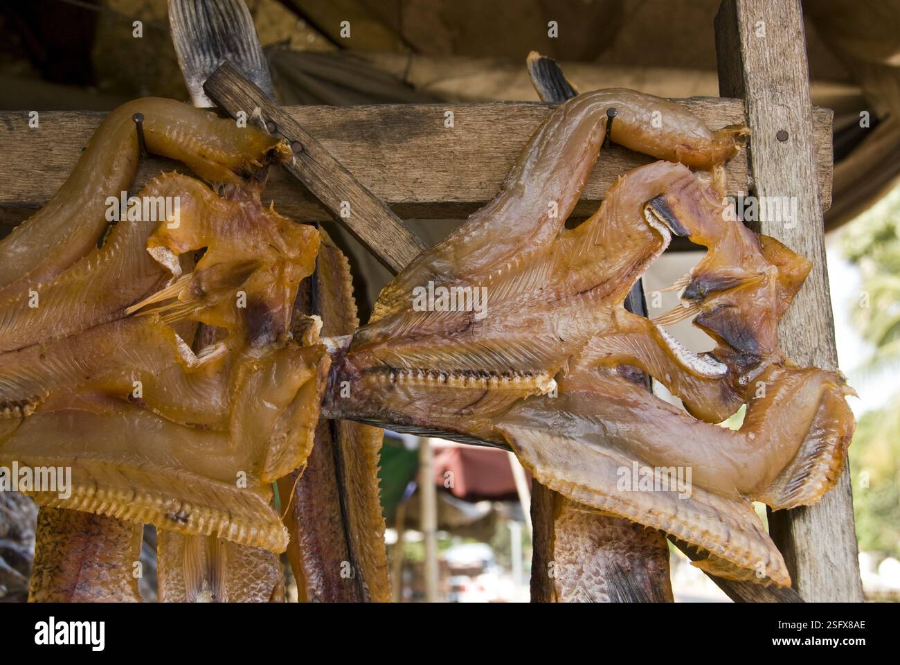 Les calmars séchent au marché en bordure de route près du lac Tonle SAP, près de Siem Reap. Banque D'Images