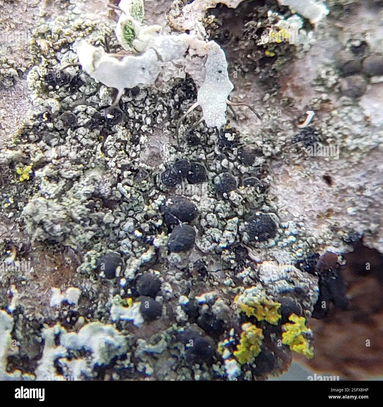 Lichen à point d'ombre (Micarea peliocarpa), champignons, aire de conservation de Starkey Hill, Arkell Road, Puslinch, ON, Canada, sur l'écorce décidue. Apothécie biatorine sur thalle gris-vert. Tholi Ki+ bleu foncé. Spores 8 par asque, 3-septées, (14-)15,8-19,4(-20) X (3,4-)3,9-5(-5,6) µm, longueur/largeur 3,9+/-0,65. Banque D'Images