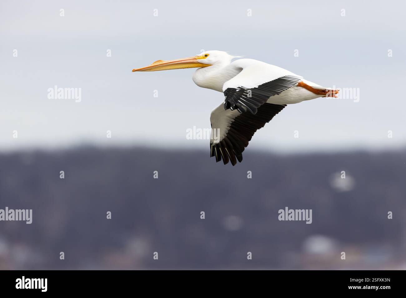 Pélicans blancs d'Amérique (Pelecanus erythrorhynchos) remontant le fleuve Mississippi dans l'Iowa au milieu de l'hiver. Banque D'Images