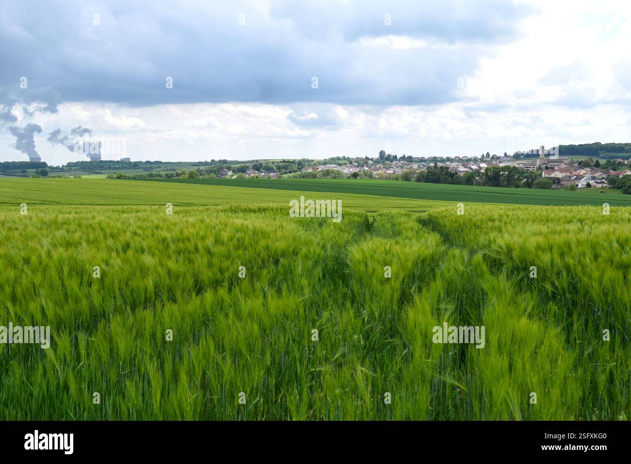 Un champ de blé vert luxuriant s'étend vers l'horizon, avec la centrale nucléaire de Cattenom visible en arrière-plan sous un ciel nuageux. Banque D'Images