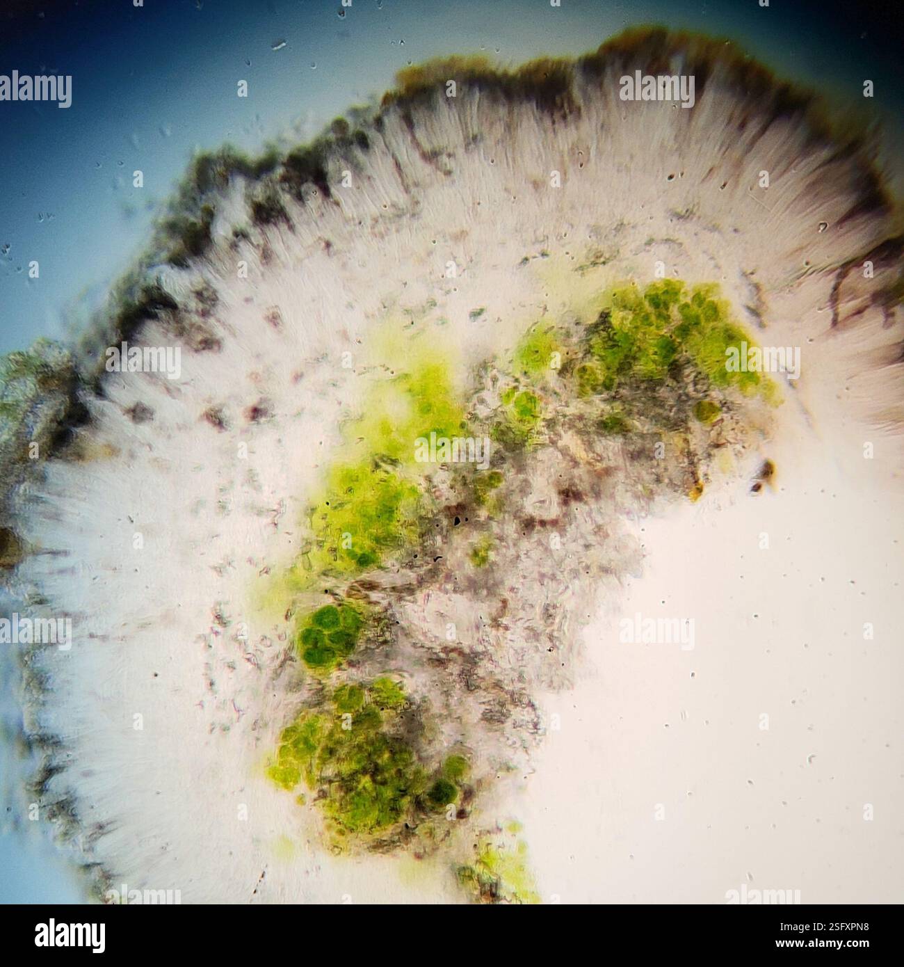 Lichen à point d'ombre (Micarea peliocarpa), champignons, aire de conservation de Starkey Hill, Arkell Road, Puslinch, ON, Canada, sur l'écorce décidue. Apothécie biatorine sur thalle gris-vert. Tholi Ki+ bleu foncé. Spores 8 par asque, 3-septées, (14-)15,8-19,4(-20) X (3,4-)3,9-5(-5,6) µm, longueur/largeur 3,9+/-0,65. Banque D'Images