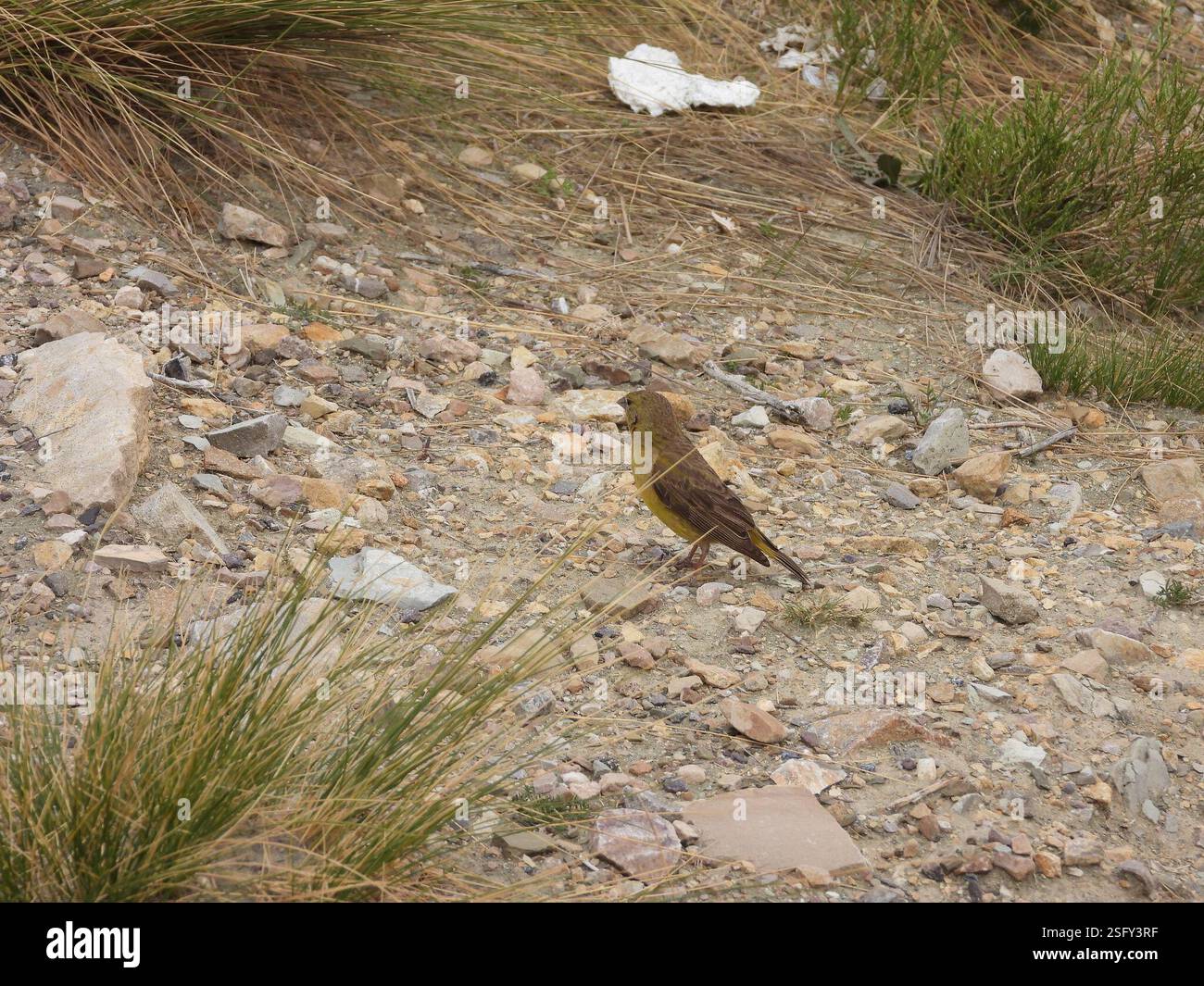 Finish jaune (Sicalis olivascens), Aves, Ruta Nacional 9, Tres Cruces, Jujuy, AR Banque D'Images