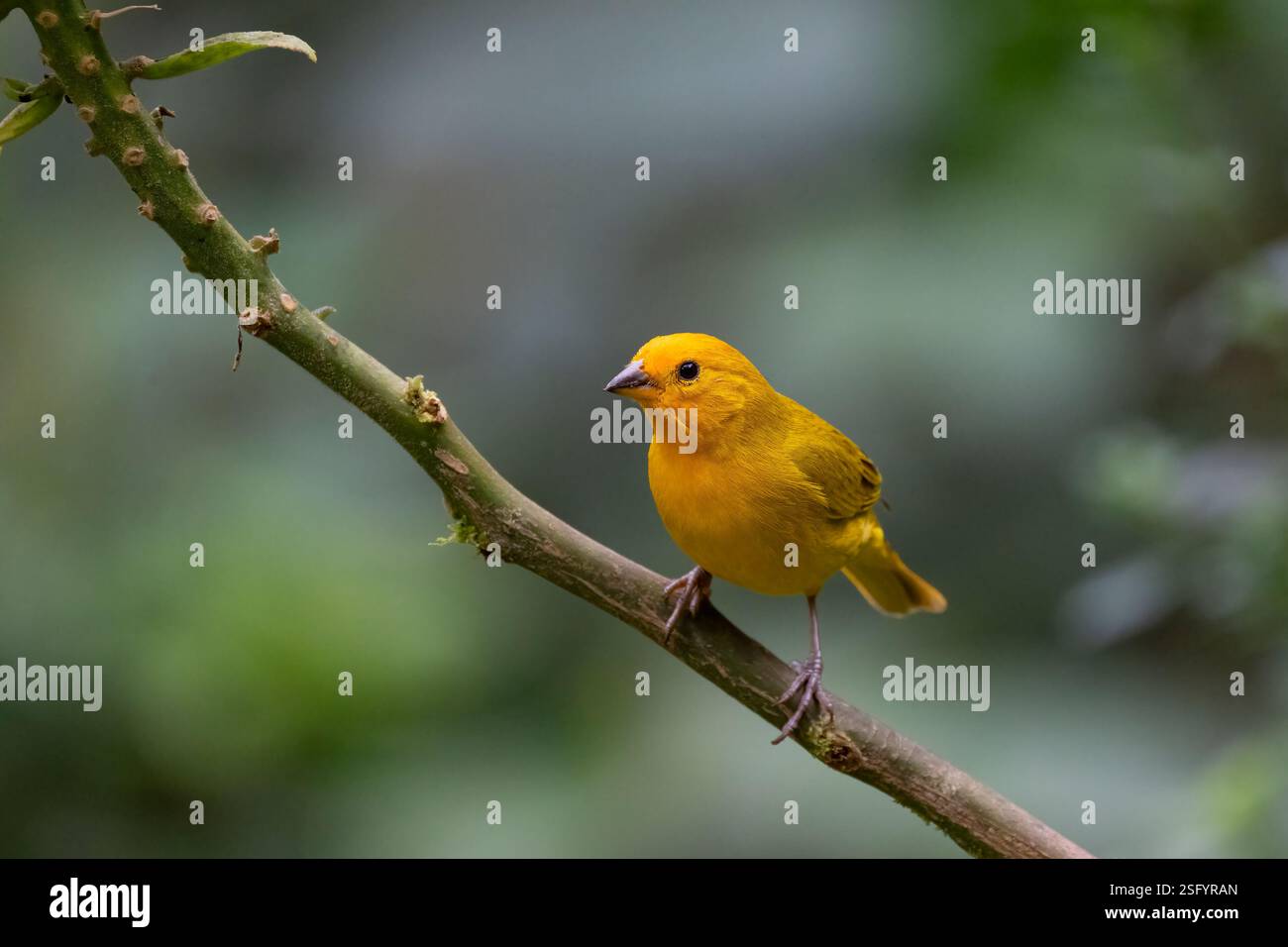 Pingouin de safran (Sicalis flaveola) assis sur une perche, Valle del Cauca, Colombie Banque D'Images