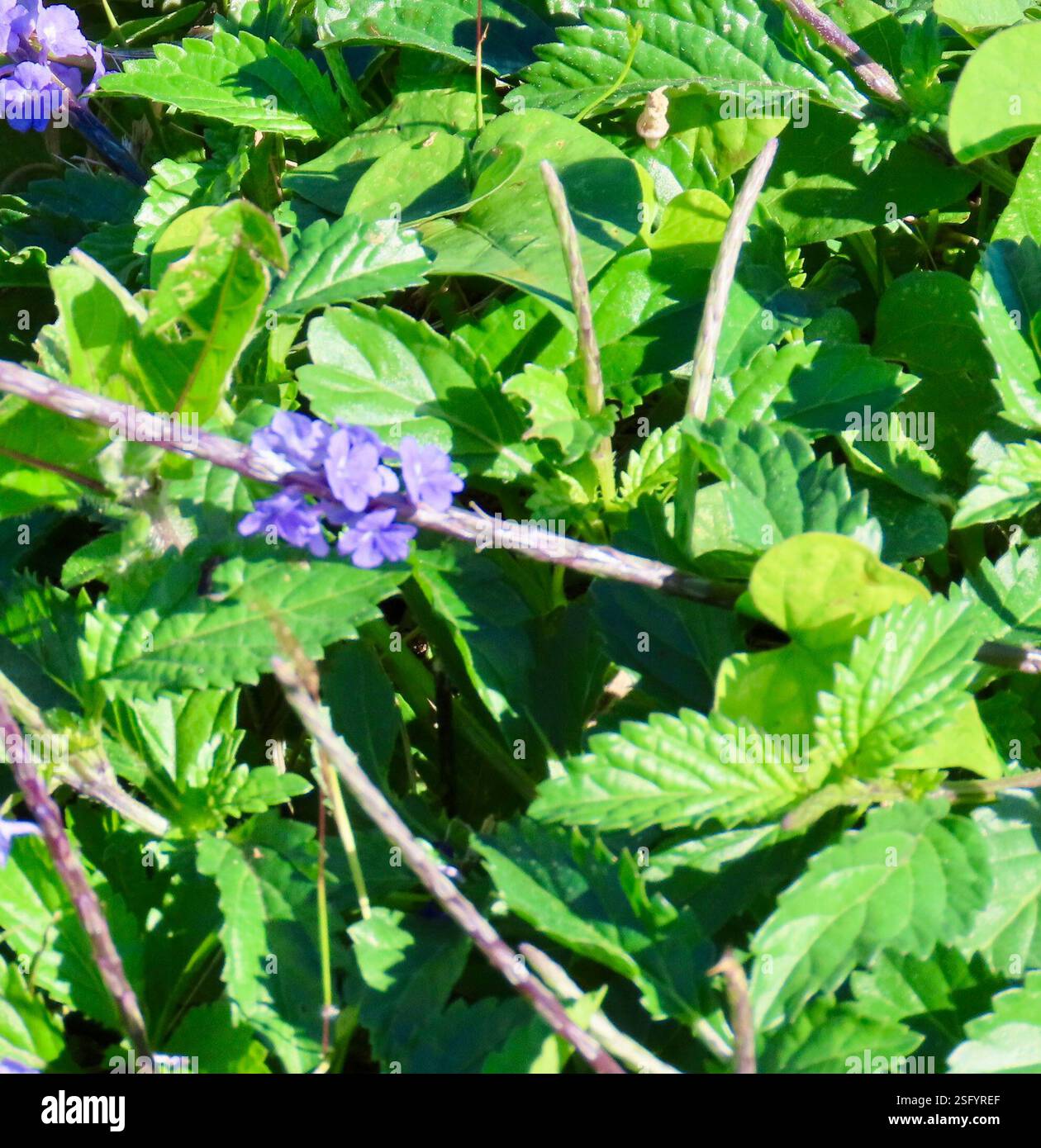 Porterweed (Stachytarpheta jamaicensis), Plantae, Cayo Guillermo, Ciego de Ávila, CU, le Porterweed bleu (Stachytarpheta jamaicensis) est une espèce de plante de la famille des verveines. Il est originaire de toutes les Caraïbes et pousse bien sur les terrains perturbés. A.K.A Rabo de Gato en espagnol (traduit la queue du rat). Les feuilles sont opposées avec des marges dentelées et des veines profondément sillonnées. Les fleurs bleues attirent de nombreux pollinisateurs, en particulier les papillons. Lorsque les fleurs tombent, la tige exposée ressemble à la queue d'un rat. Jepson eFlora https://ucjeps.berkeley.edu/eflora/eflora display Banque D'Images