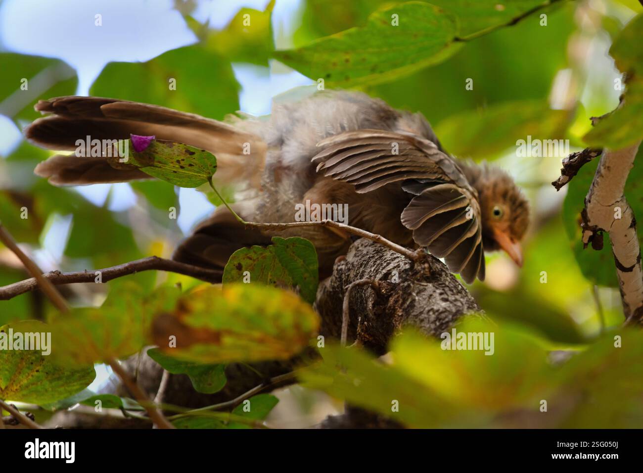 Un Babler de la jungle (Argya striata) sur le terrain de l'hôpital ayurvédique de Saranya dans la campagne à l'extérieur de Coimbatore, en Inde Banque D'Images