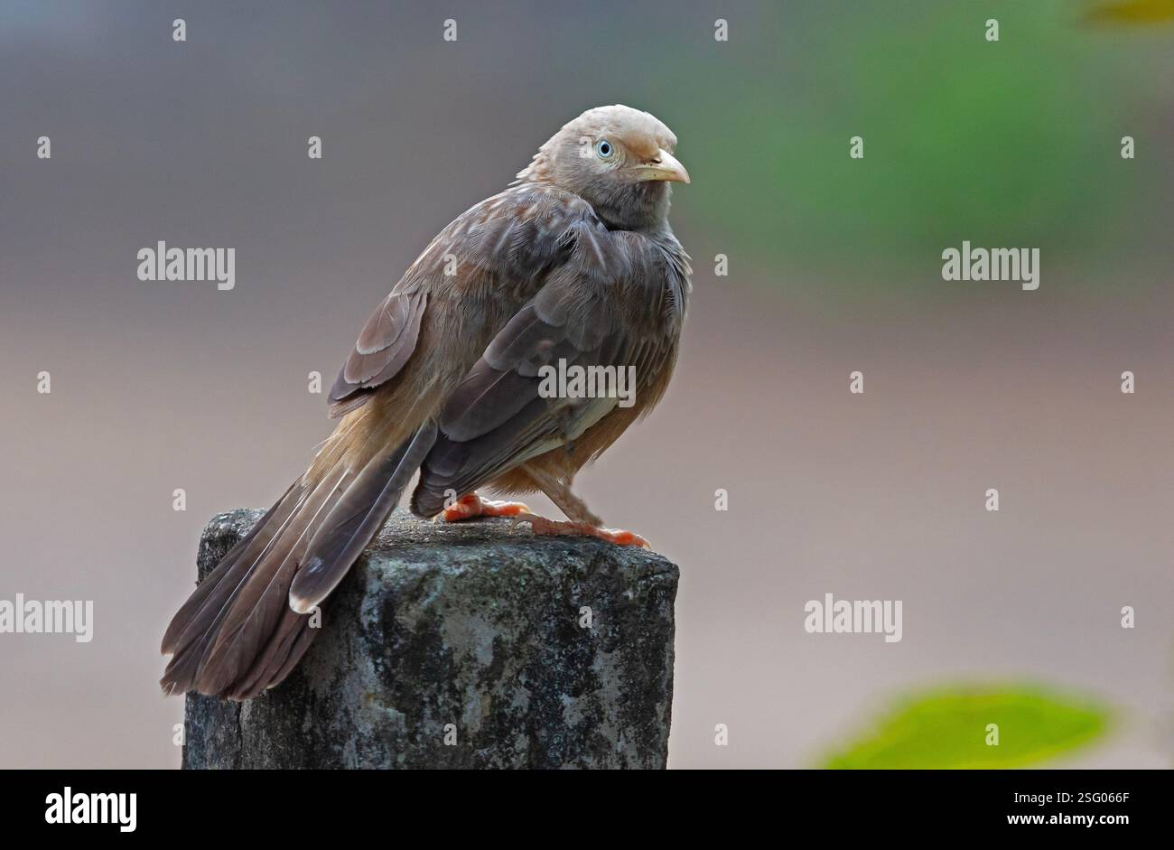 Un Babler de la jungle (Argya striata) sur le terrain de l'hôpital ayurvédique de Saranya dans la campagne à l'extérieur de Coimbatore, en Inde Banque D'Images