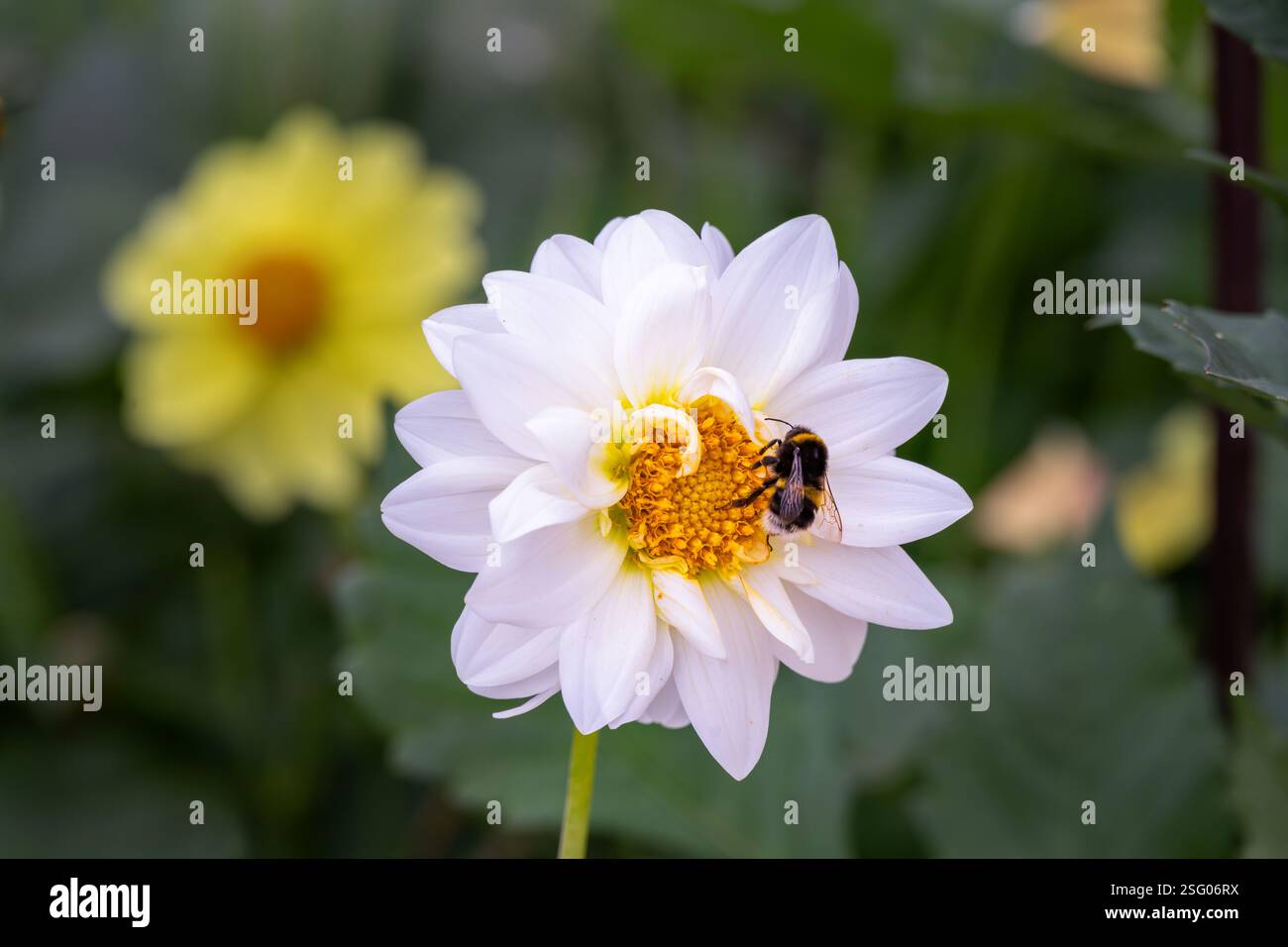 Bombus lucorum ou bourdon à queue blanche sur une fleur de dahlia blanche avec un centre jaune en été, gros plan Banque D'Images