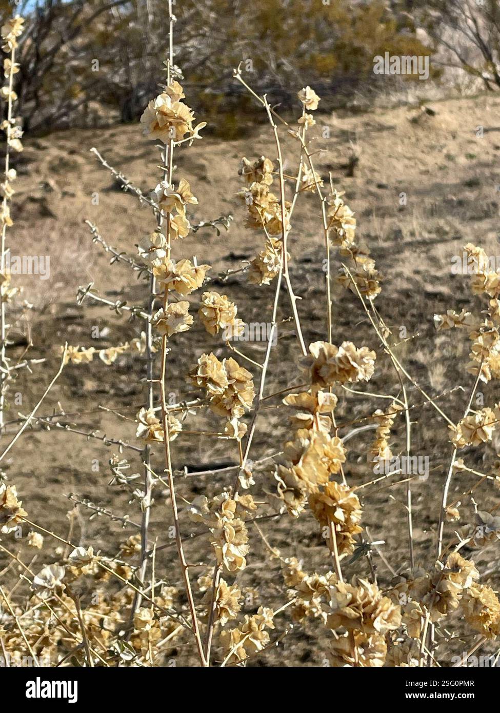 Le salut de Fourwing (Atriplex canescens), Plantae, Joshua Tree National Park, Joshua Tree, CA, US, le salut de Fourwing (Atriplex canescens), alias Chamiso, ou Chamiza en espagnol, est une plante indigène, vivace et dioïque du genre Saltbustes (Atriplex) et de la famille des Amaranthacées (Amaranthaceae) qui atteint 2 m (6,5 pieds) de hauteur. Les feuilles sont variables en apparence, alternées, linéaires à oblancéolées, gris argenté, et densément blanc-écailleux, parfois avec des marges roulées. Période de floraison maximale : avril-octobre. Les fruits ont 4 ailes à des angles de 90° et sont densément emballés le long des tiges. Fourwing Saltbush cultive le W. Banque D'Images