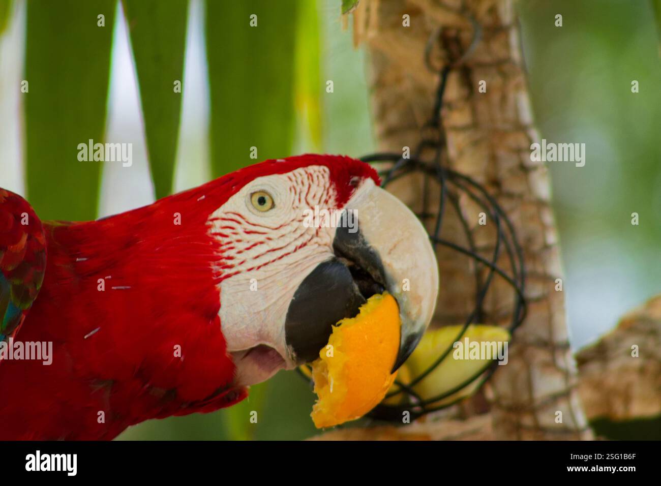 Gros plan d'un perroquet rouge vibrant mangeant un morceau de fruit orange, avec un feuillage vert en arrière-plan. Banque D'Images