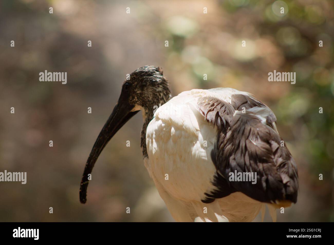 Gros plan d'un oiseau avec un long bec, un corps majoritairement blanc et des ailes sombres. L'arrière-plan est flou, soulignant les caractéristiques de l'oiseau. Banque D'Images