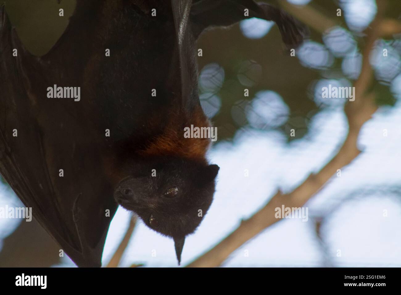 Gros plan d'une chauve-souris suspendue à l'envers, mettant en valeur sa fourrure foncée et ses traits distinctifs. L'arrière-plan est flou avec des effets bokeh doux, highligh Banque D'Images