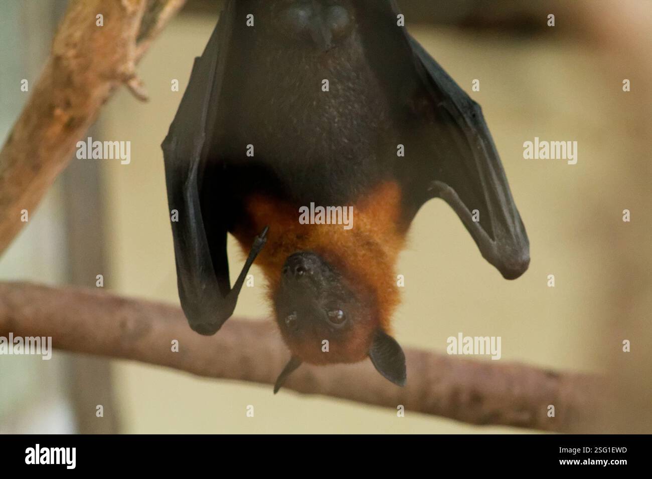 Gros plan d'une chauve-souris suspendue à l'envers à une branche, présentant sa fourrure et ses ailes. La chauve-souris a un coffre brun-orange et des ailes foncées, avec un blurre Banque D'Images