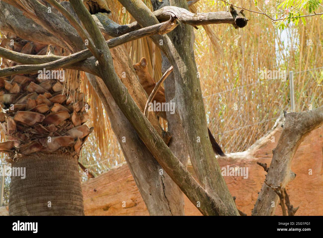 Un lion reposant sur une branche d'arbre dans un habitat naturel, entouré de palmiers et de feuillage sec. La lumière du soleil filtre à travers les feuilles, créant un wa Banque D'Images