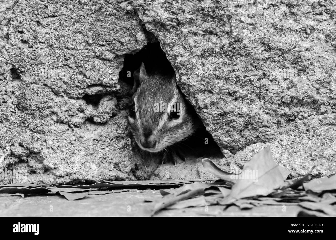 Photo en noir et blanc d'un tchoumunk jetant un coup d'œil d'un trou dans un mur de pierre, entouré de feuilles tombées. Banque D'Images
