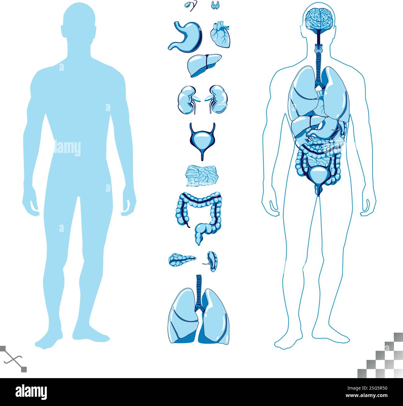 illustration graphique monotone bleue d'une silhouette humaine masculine, mettant en valeur les organes internes comme le cœur, les poumons, le foie, les reins, la thyroïde, et moi Illustration de Vecteur