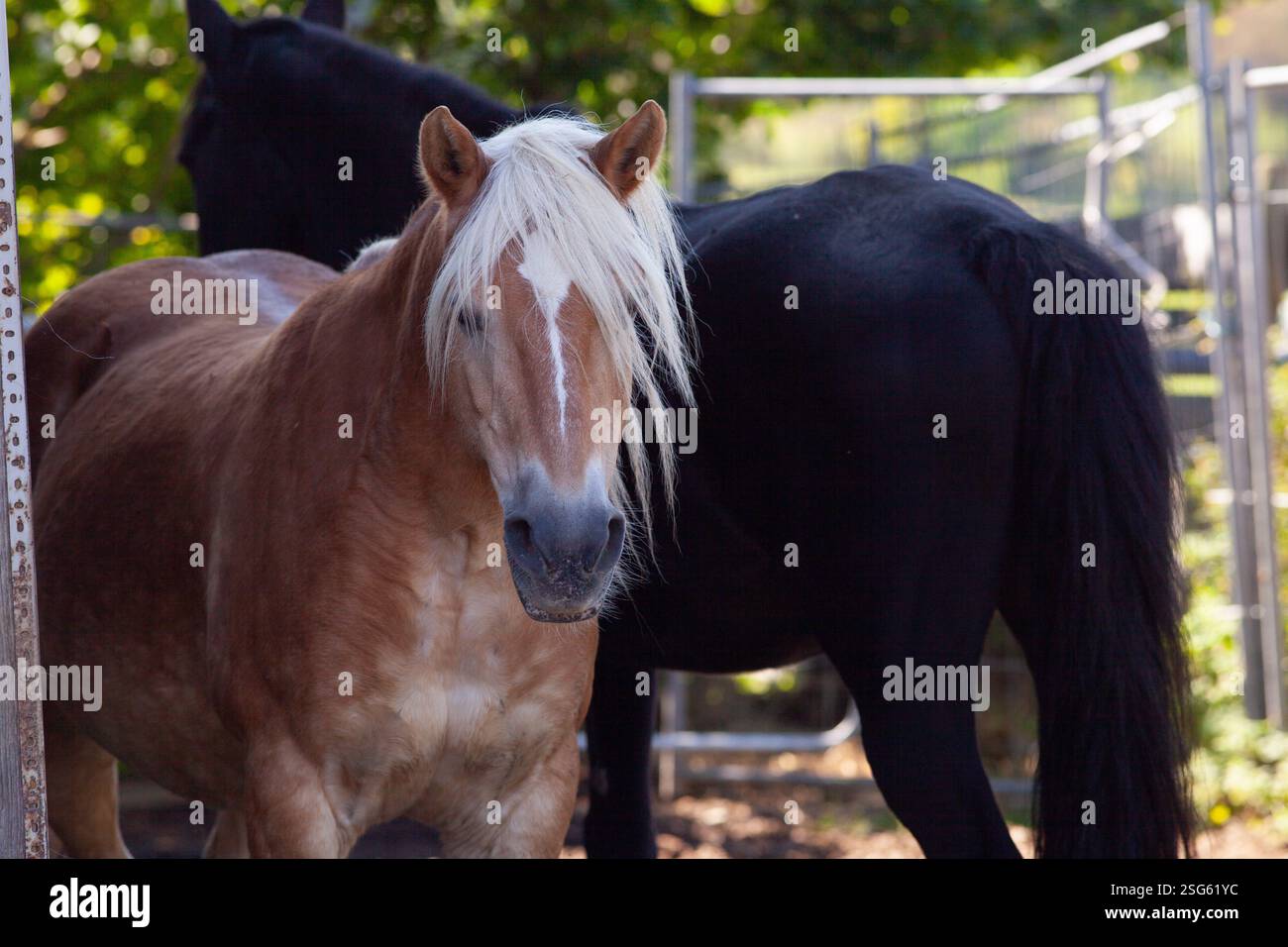 deux amis chevaux ensemble dans l'écurie Banque D'Images