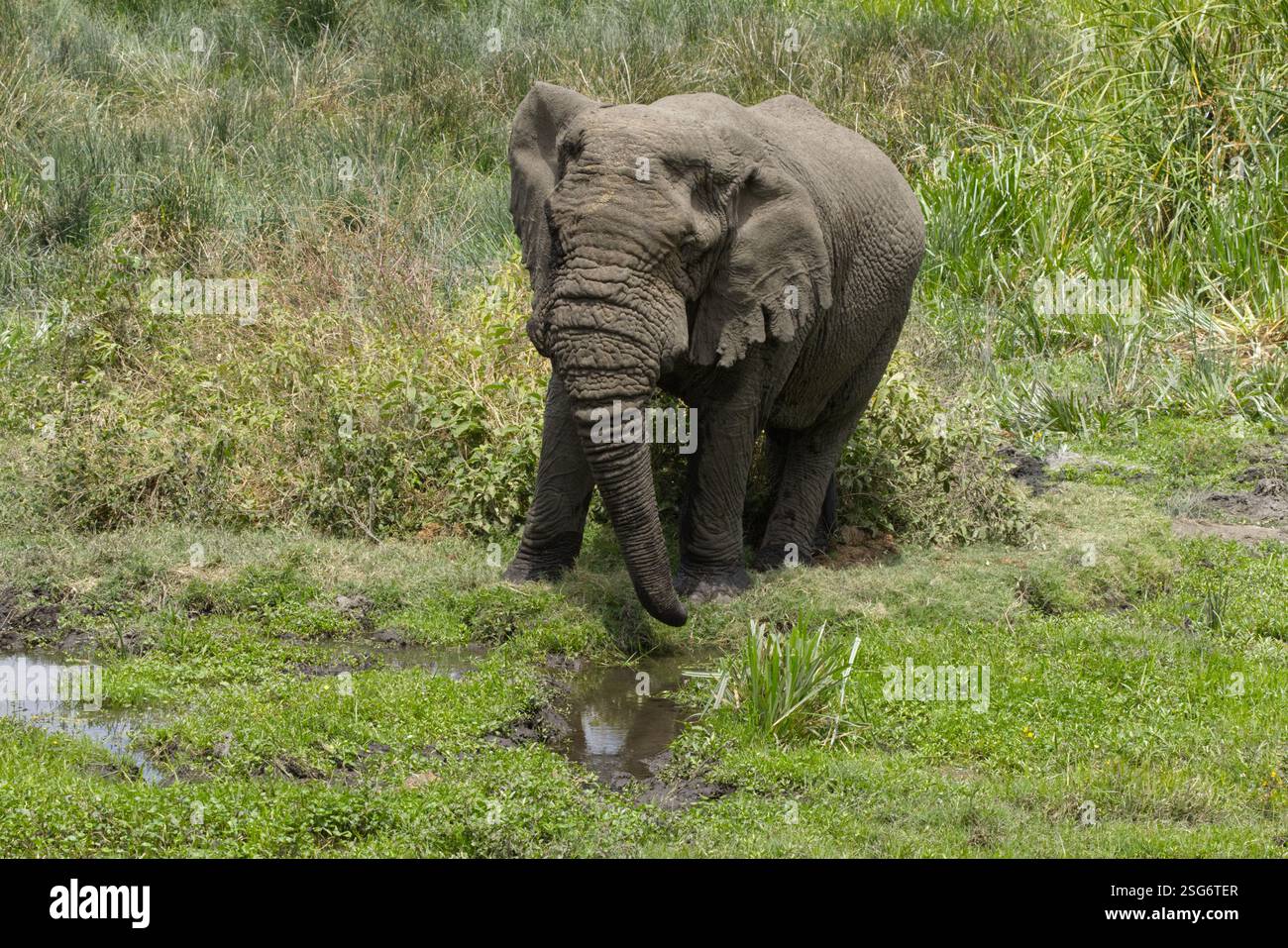Un éléphant de brousse africain (Loxodonta africana) photographié dans la zone de conservation de Ngorongoro, cratère de Ngorongoro, Tanzanie, Afrique Banque D'Images