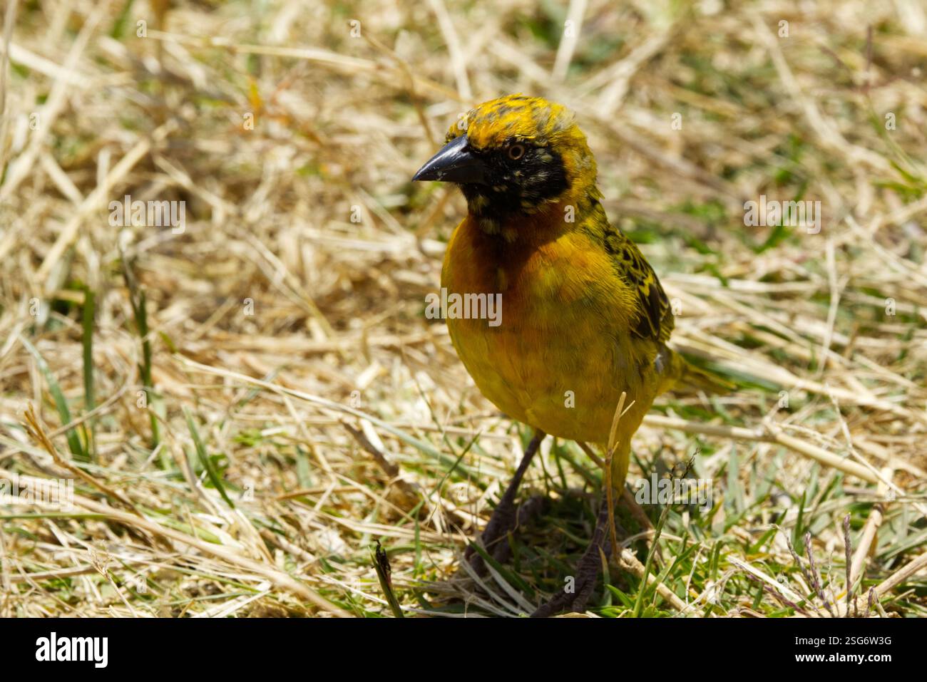 Un tisserand de Speke (Ploceus spekei) photographié dans la zone de conservation de Ngorongoro, cratère de Ngorongoro, Tanzanie, Afrique Banque D'Images