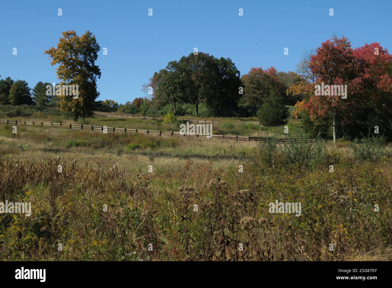 Les couleurs d'automne d'orange et de jaune peignent les érables. Banque D'Images