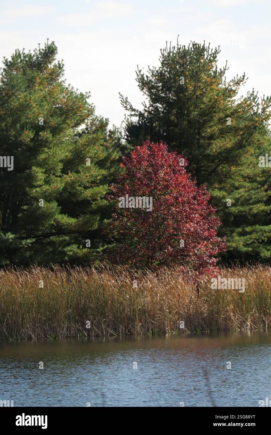 Les couleurs d'automne d'orange et de jaune peignent les érables. Banque D'Images