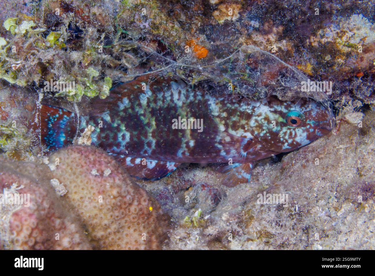Ce poisson-perroquet, Chlorurus bleekeri, a sécrété une bulle de mucus pour le protéger des prédateurs la nuit, Guam, Micronésie, Îles Mariannes, OCE du Pacifique Banque D'Images