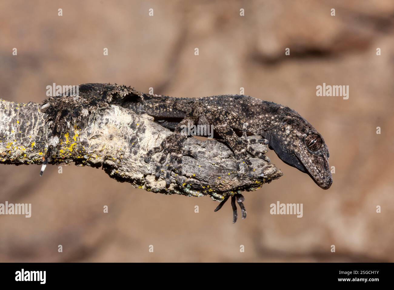 Gros plan sur le Gecko à queue de feuille de Moritz Banque D'Images