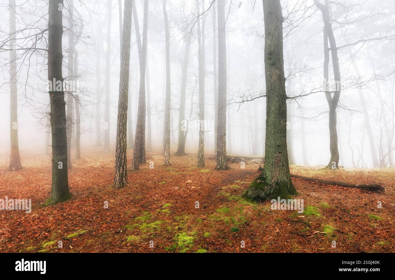 Brouillard et brume dans la forêt à l'automne Banque D'Images