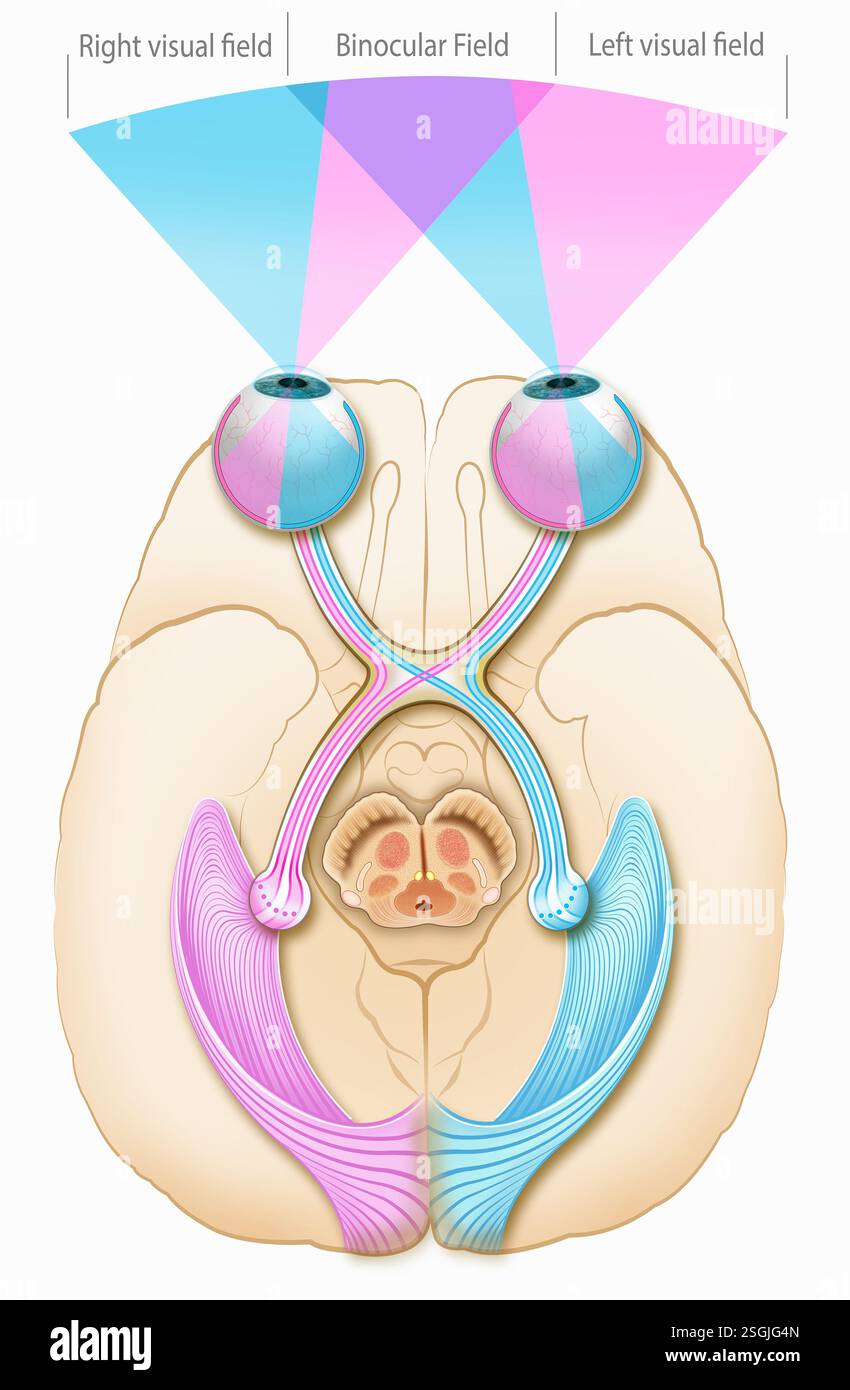 Représentation du système visuel humain. La cornée et le cristallin réfractent l'image sur la rétine traduite en une impulsion électrique. Banque D'Images