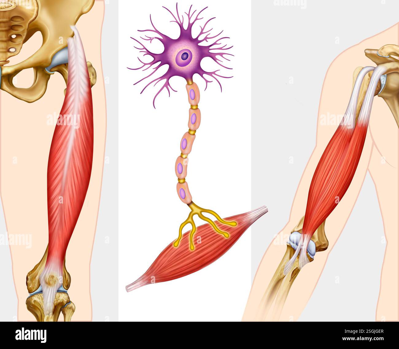 Illustration de la transmission des neurones au muscle. Synapse de contact entre l'axone d'un motoneurone et la membrane d'une fibre musculaire. Banque D'Images