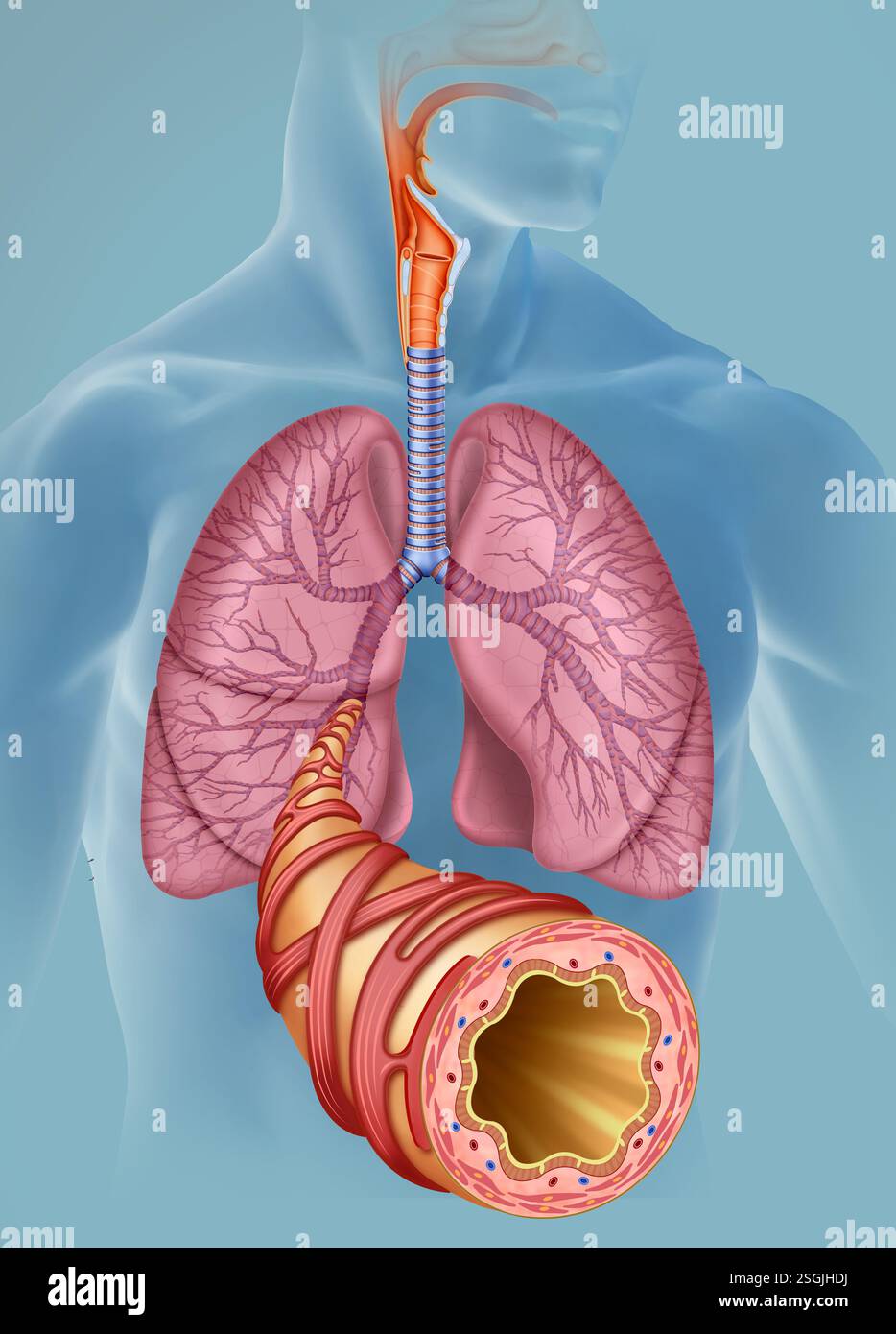 Illustration des voies respiratoires. Vous pouvez y voir les poumons, le pharynx, le larynx, la trachée et une bronche dépassant au premier plan. Banque D'Images