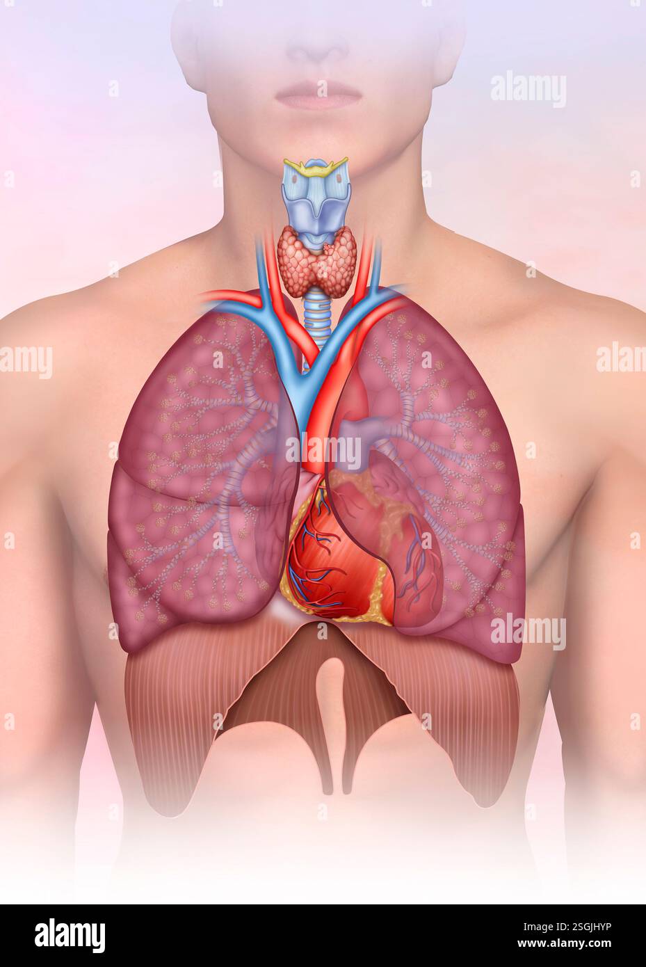 Représentation des voies respiratoires. Vous pouvez y voir les poumons, le pharynx, le larynx, la trachée, les bronches et les bronchioles. Banque D'Images