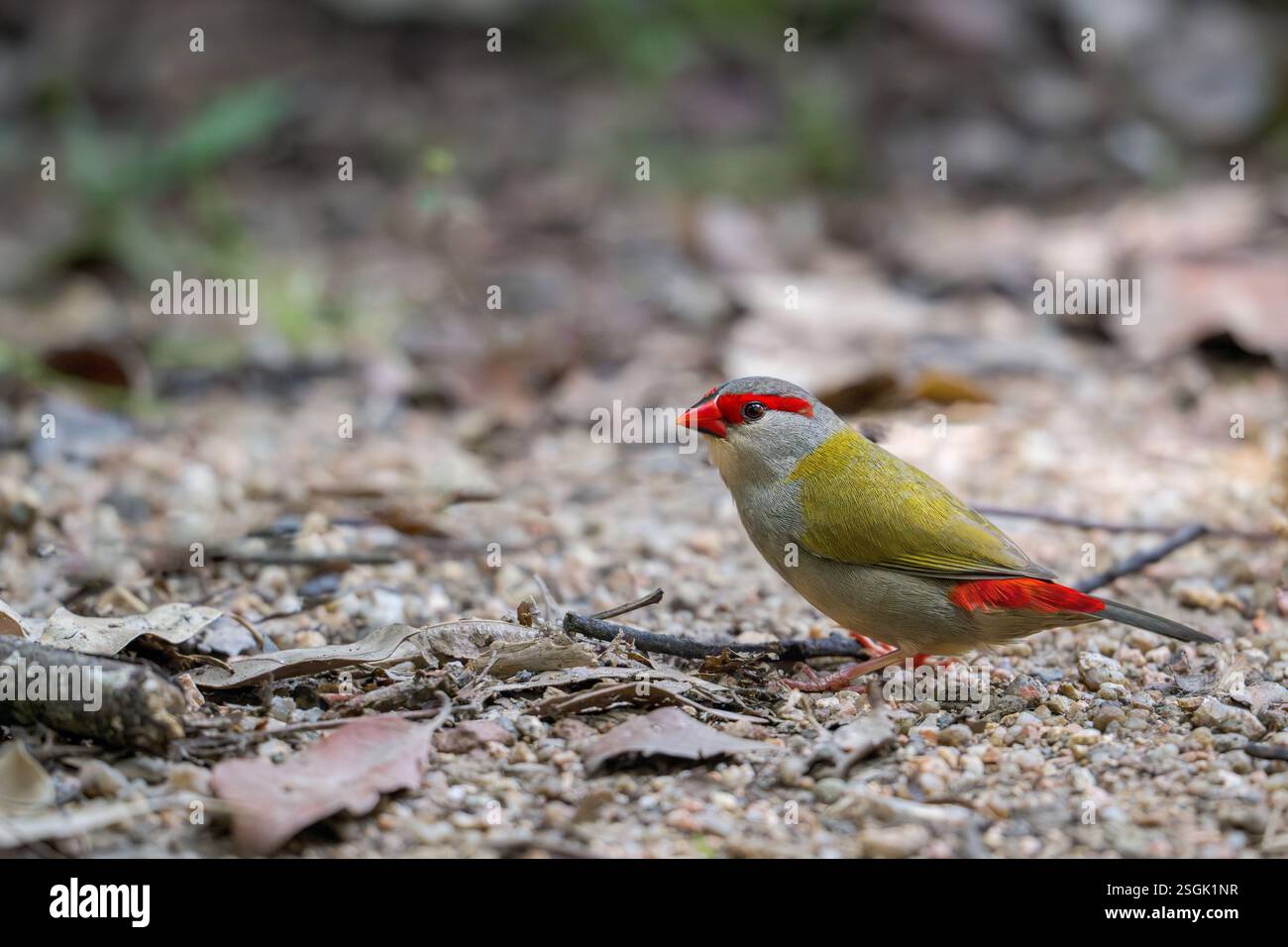 Un finlandais solitaire à sourcils rouges se dresse sur le sol de litière de galets et de feuilles parsemé dans le sous-bois de son habitat boisé à la recherche de graines sauvages. Banque D'Images