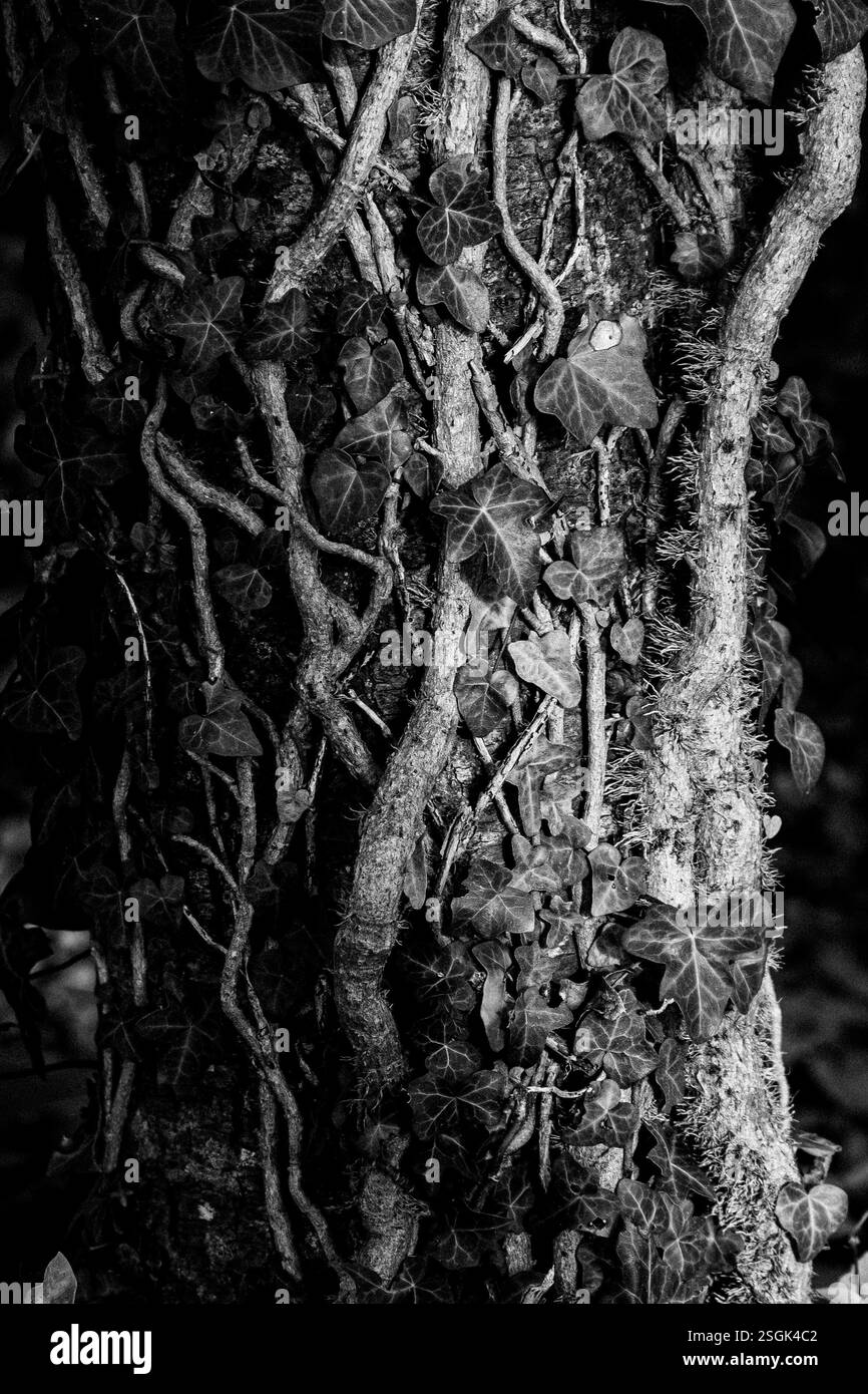 Image en noir et blanc du détail d'un tronc d'arbre couvert de vignes et de lierre Banque D'Images
