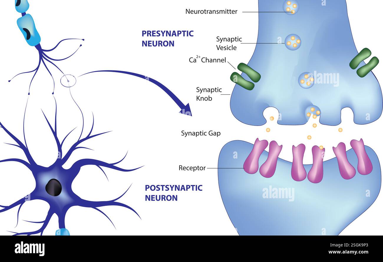 Synapse Illustration de Vecteur